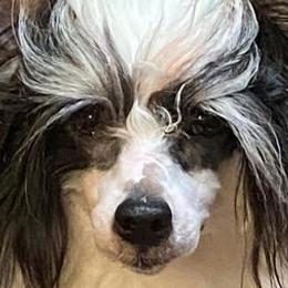 American Hairless Terriers and Chinese Cresteds from Gaffers