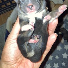 Sunny - Black and tan male Shiba Inu puppy in Nashua, New Hampshire from My Beloved Shiba LLC