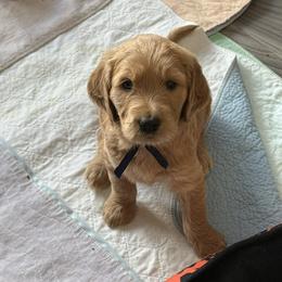 DAKOTA - Red  female Goldendoodle puppy in Porter Ranch, California from Jasperdoodle.com