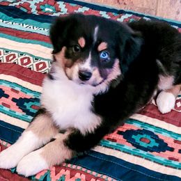 Miniature Australian Shepherd and Toy Australian Shepherd Puppies from Circle T Mini Aussies