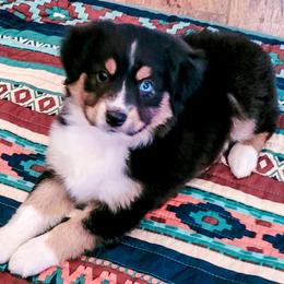 Miniature Australian Shepherd and Toy Australian Shepherd Puppies from Circle T Mini Aussies