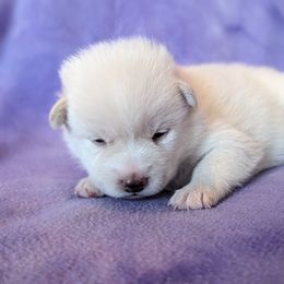 Pomsky Puppies from Valparaiso Pomskys