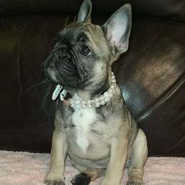 Givenchy - Fawn female French Bulldog puppy in Graham, Washington from Kristy's French Bulldogs & Mini Schnauzers