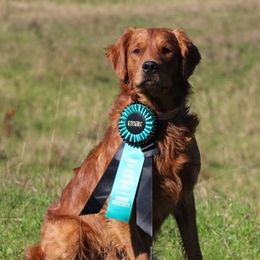 Django - Golden Retriever
