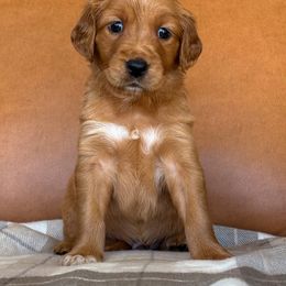 Brown Collar - Dark golden male Golden Retriever puppy in Cheyenne, Wyoming from Golden Badger Kennels