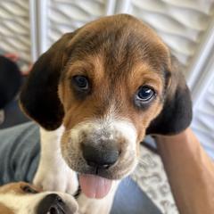 Female 2 - Blue - Black white and tan female Harrier puppy in Waxhaw, North Carolina from Darkfire Harriers