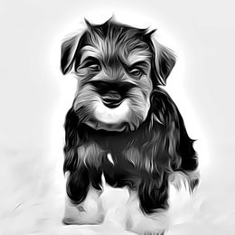 Miniature Schnauzer Puppies from Kindred’s Classic Miniature Schnauzers