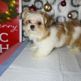 Simba - Gold and white male Shorkie puppy in Boca Raton, Florida from Tina-Marie's Pups