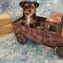 Biewer Terrier and Yorkshire Terrier Puppies from Niko Kennel