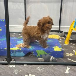 Half Dollar - Red male Australian Labradoodle puppy in Calhoun, Louisiana from Arrowhead Australian Labradoodles