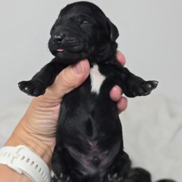 Onyx - Black male Bernedoodle puppy in Crawfordsville, Indiana from Winding Creek Ranch