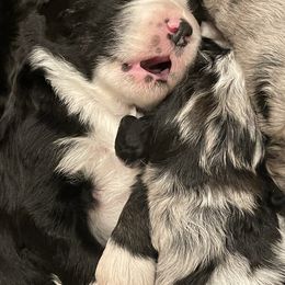 Assorted Doodle Crosses, Aussiedoodle, and Australian Shepherd Puppies from Faith, Feathers & FurBabies