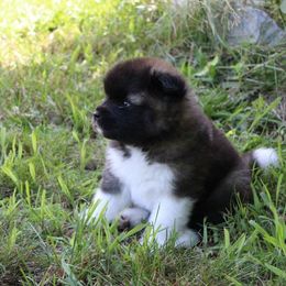 Akita Puppies from Excel Shu-Ku Akitas