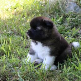 Akita Puppies from Excel Shu-Ku Akitas