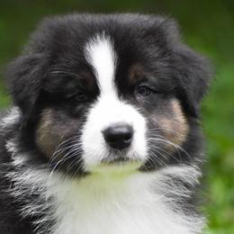Churchill - Black tri-color male Australian Shepherd puppy in Easton, Missouri from MMA Kennel