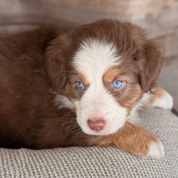 Duke-full natural tail and blue eyes likely - Red tri-color male Australian Shepherd puppy in Penrose, Colorado from Best Friend Aussies