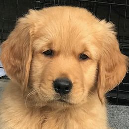 Golden Retrievers from A & J Golden Retrievers of Texas
