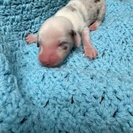 Boy 1 - Dapple male Dachshund puppy in Columbiana, Alabama from Tonya's Dachshunds