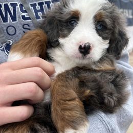 Blue - Bernedoodle