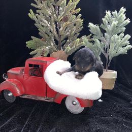 Goldendoodle Puppies from Nikki Lunt's Goldendoodles