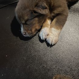 Australian Shepherd Puppies from Quiet Cove Kennels