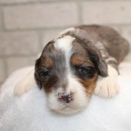 Female 1 - Merle female Bernedoodle puppy in Belgreen, Alabama from Scott’s Farm Poodles and Doodles