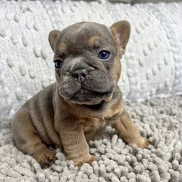 Blue Sable and Tan - Blue fawn French Bulldog puppy in Greensboro, North Carolina from Loyal Littles French Bulldogs