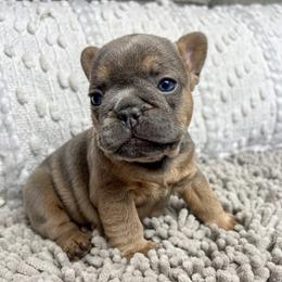 Blue Sable and Tan - Blue fawn French Bulldog puppy in Greensboro, North Carolina from Loyal Littles French Bulldogs