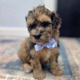 Camo - male Cavapoochon puppy in Bullard, Texas from Cavapoochon Central LLC
