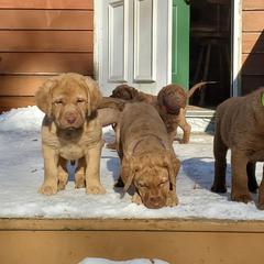Chesapeake Bay Retriever Puppies from Chesamo Chesapeakes