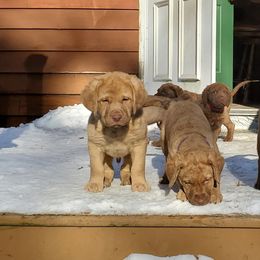Chesapeake Bay Retriever Puppies from Chesamo Chesapeakes