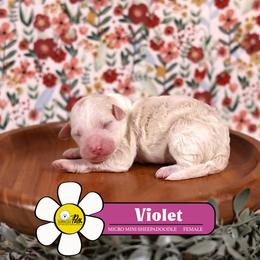 Violet - Fawn and white female Sheepadoodle puppy in Cleveland, Tennessee from Narrow Path Old English & Sheepadoodles