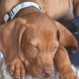 Vizslas from Rust Creek Vizslas