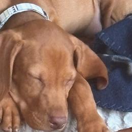 Vizslas from Rust Creek Vizslas