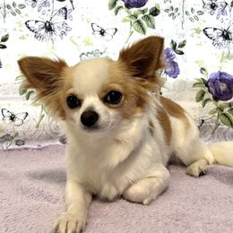 Maggie - Chihuahua