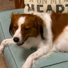 Luna - Nederlandse Kooikerhondje