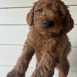 Grey - Red  male Goldendoodle puppy in Shingle Springs, California from California Double Doodles