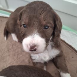Aussiedoodle and Miniature Australian Shepherd Puppies from Aussies Acre