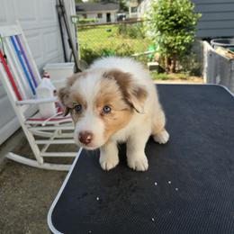 Australian Shepherd Puppies from Starlit Grove Australian Shepherds