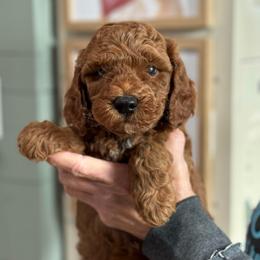 Blink - Red  male Goldendoodle puppy in Wharton, Texas from Little Fur Friends