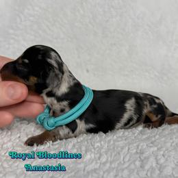 Anastasia - Dapple female Dachshund puppy in Wooldridge, Missouri from Royal Bloodline Canines