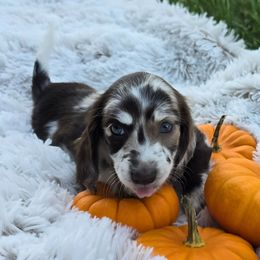 Fuji - Mini Chocolate and Cream Dapple  3200 - Dapple male Dachshund puppy in Tennessee from Farmhouse Sausages