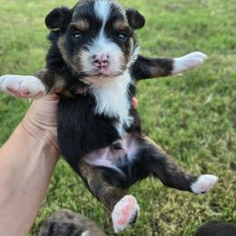 Black tri one - Black tri male Toy Australian Shepherd puppy in Forney, Texas from Texas Talent Toy Aussie's and Labs