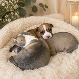 Italian Greyhound Puppies from The Noodle Nest