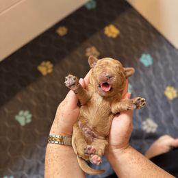 Girl 1 - Red female Australian Labradoodle puppy in Waco, Texas from RainPuddle's Labradoodles