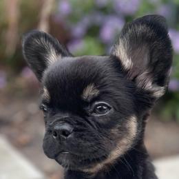Calvin - Black and tan male French Bulldog puppy in Des Moines, Iowa from Frenchie Dreams Come True