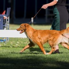 Nova Scotia Duck Tolling Retrievers from Shireway Tollers
