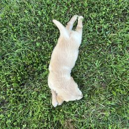 Golden Retriever Puppies from Apple Country Retrievers
