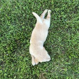 Golden Retriever Puppies from Apple Country Retrievers