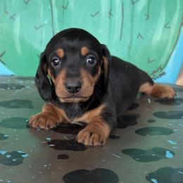 Cher - Black and tan female Dachshund puppy in Hawley, Texas from Foxy’s Dachshunds & Toy Aussies